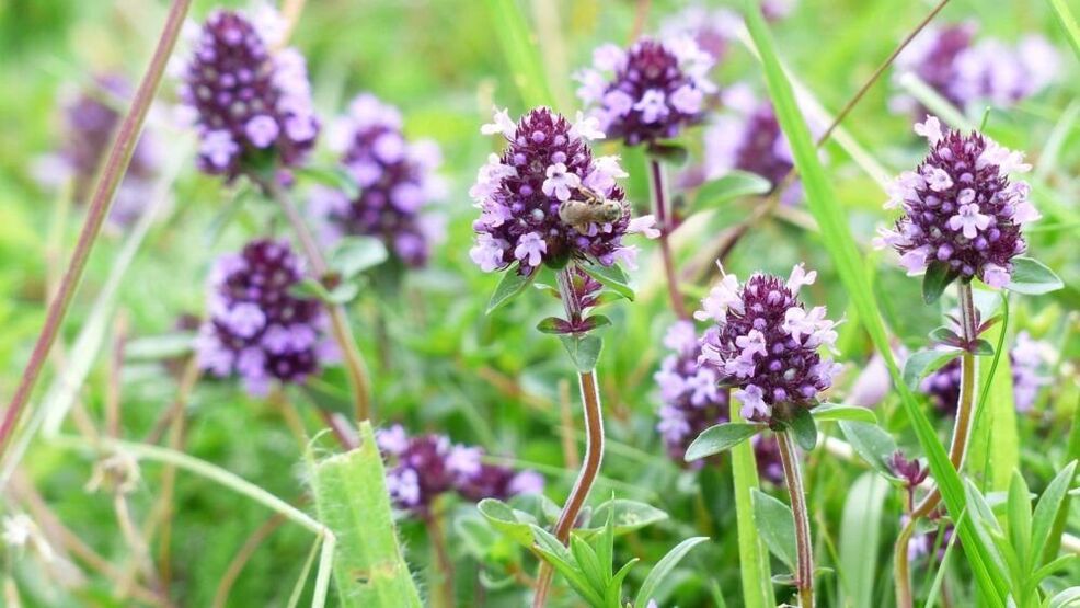 Thyme ឱសថសម្រាប់ការពង្រីកលិង្គ