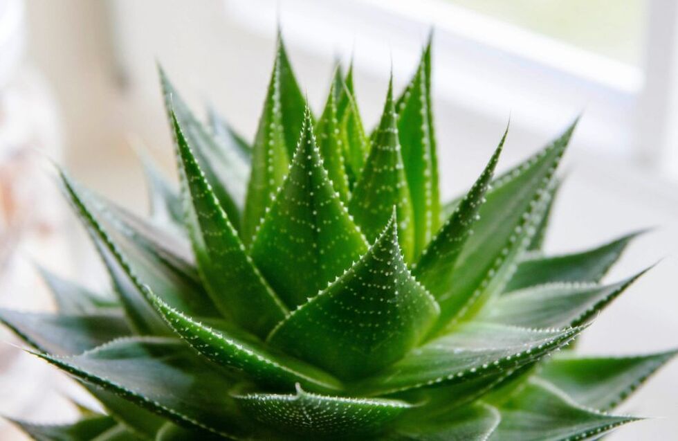 aloe សម្រាប់ការពង្រីកលិង្គ