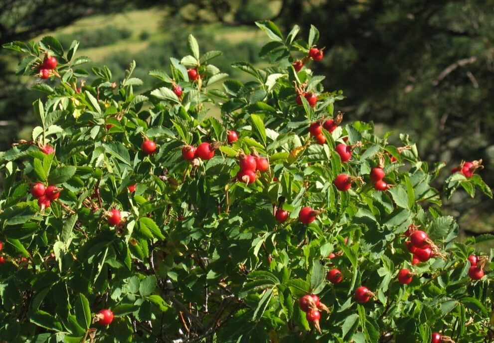 rosehip សម្រាប់ការពង្រីកលិង្គ