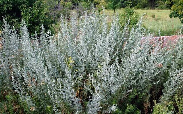 Decoction នៃ wormwood ជួយពង្រីកលិង្គ